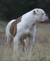 JuJu X Rosalee, a male American Bulldog for sale in Rome, GA – 8 of 10