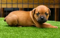 Tulsa x Angus, a male Olde English Bulldogge for sale in Rome, GA – 2 of 3