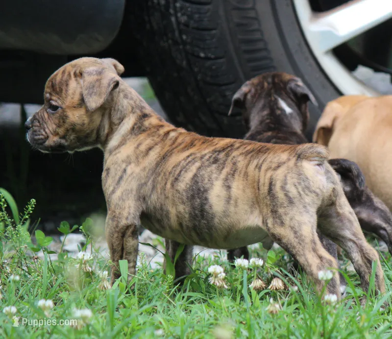 Tulsa x Angus – Olde English Bulldogge puppy for sale in Rome, GA