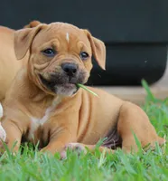 Tulsa x Angus, a male Olde English Bulldogge for sale in Rome, GA – 2 of 10