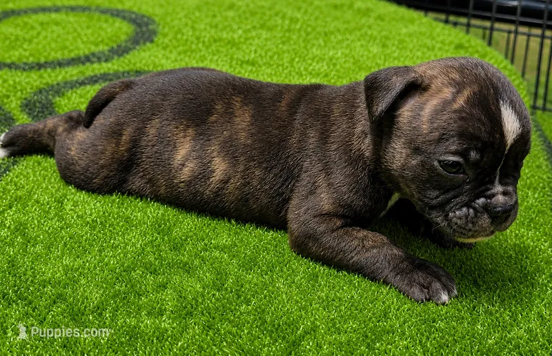 Tulsa x Angus, a male Olde English Bulldogge for sale in Rome, GA – 1 of 5