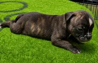 Tulsa x Angus, a male Olde English Bulldogge for sale in Rome, GA – 1 of 5