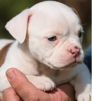Georgia X Fig, a male American Bulldog for sale in Rome, GA – 4 of 8