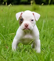 JuJu X Rosalee, a male American Bulldog for sale in Rome, GA – 2 of 10