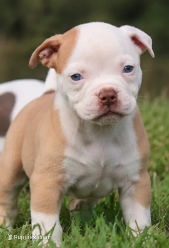 Georgia X Fig – American Bulldog puppy for sale in Rome, GA
