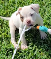 JuJu X Rosalee, a male American Bulldog for sale in Rome, GA – 1 of 6