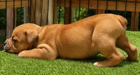Tulsa x Angus, a male Olde English Bulldogge for sale in Rome, GA – 1 of 6