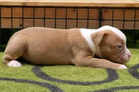 Tulsa x Angus, a male Olde English Bulldogge for sale in Rome, GA – 2 of 3