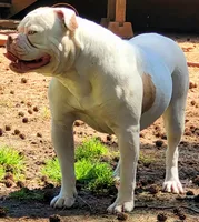 JuJu X Rosalee, a female American Bulldog for sale in Rome, GA – 8 of 9
