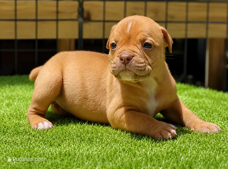 Tulsa x Angus – Olde English Bulldogge puppy for sale in Rome, GA