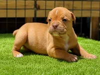 Tulsa x Angus, a female Olde English Bulldogge for sale in Rome, GA – 2 of 3