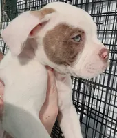 JuJu X Rosalee, a male American Bulldog for sale in Rome, GA – 3 of 6