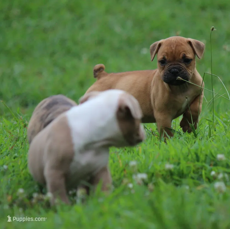Tulsa x Angus – Olde English Bulldogge puppy for sale in Rome, GA