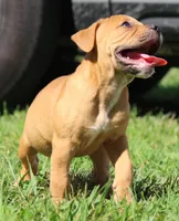 Tulsa x Angus, a male Olde English Bulldogge for sale in Rome, GA – 4 of 10