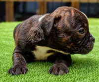 Tulsa x Angus, a male Olde English Bulldogge for sale in Rome, GA – 3 of 5