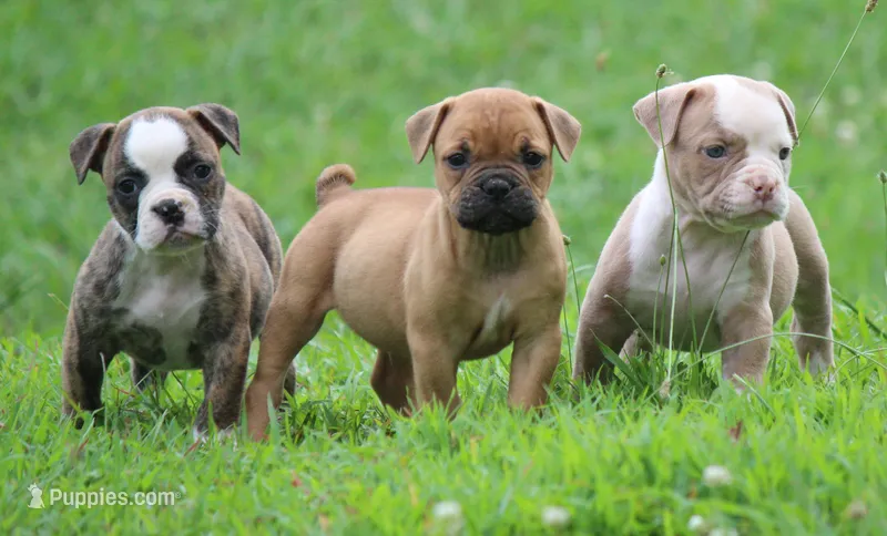 Tulsa x Angus – Olde English Bulldogge puppy for sale in Rome, GA