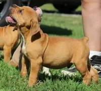 Tulsa x Angus, a male Olde English Bulldogge for sale in Rome, GA – 5 of 10