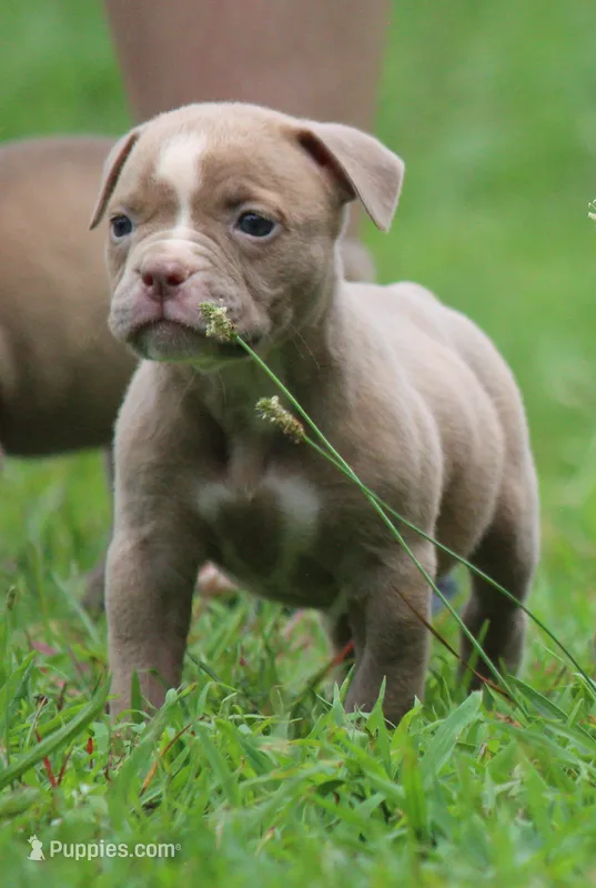 Tulsa x Angus – Olde English Bulldogge puppy for sale in Rome, GA