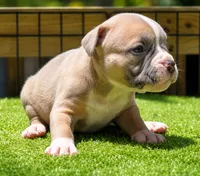 Tulsa x Angus, a female Olde English Bulldogge for sale in Rome, GA – 2 of 4