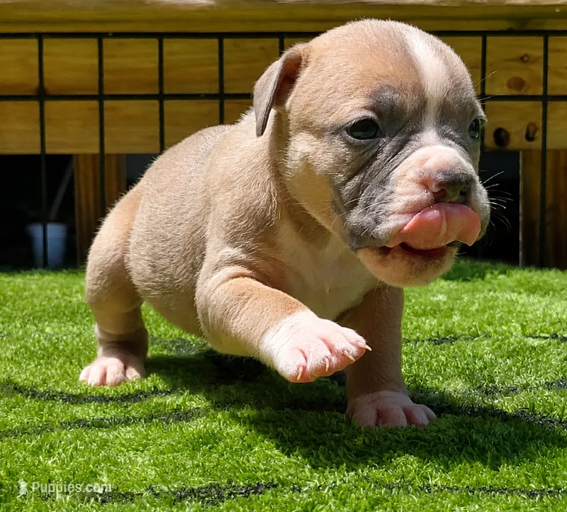 Tulsa x Angus – Olde English Bulldogge puppy for sale in Rome, GA