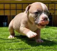 Tulsa x Angus, a female Olde English Bulldogge for sale in Rome, GA – 1 of 4