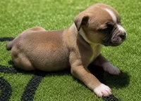 Tulsa x Angus, a female Olde English Bulldogge for sale in Rome, GA – 3 of 4