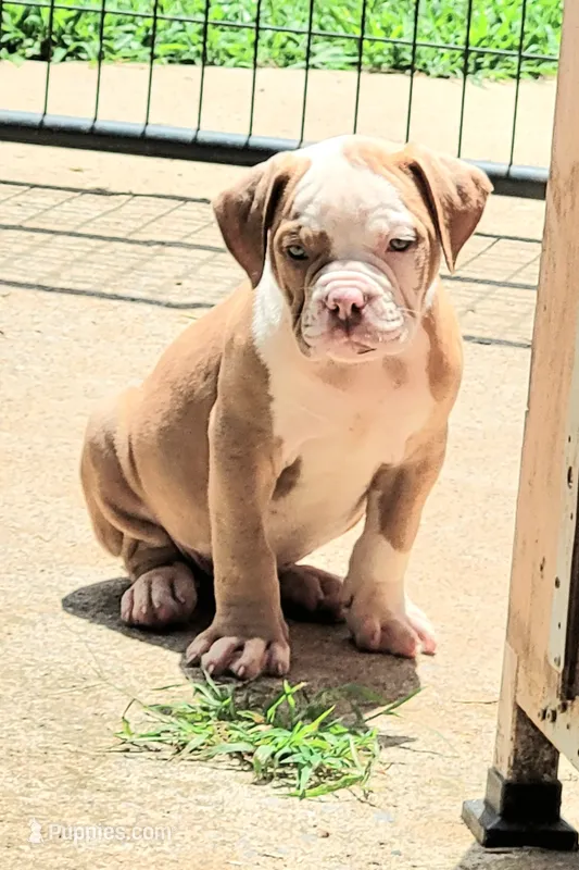 Tulsa x Angus – Olde English Bulldogge puppy for sale in Rome, GA