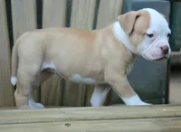 Georgia X Fig, a female American Bulldog for sale in Rome, GA – 5 of 9