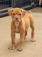 Tulsa x Angus, a female Olde English Bulldogge for sale in Rome, GA – 1 of 6