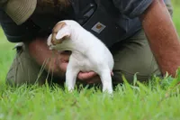 JuJu X Rosalee, a female American Bulldog for sale in Rome, GA – 2 of 9