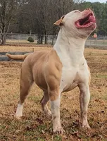 Georgia X Fig, a male American Bulldog for sale in Rome, GA – 6 of 8