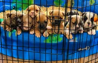 Tulsa x Angus, a female Olde English Bulldogge for sale in Rome, GA – 4 of 5
