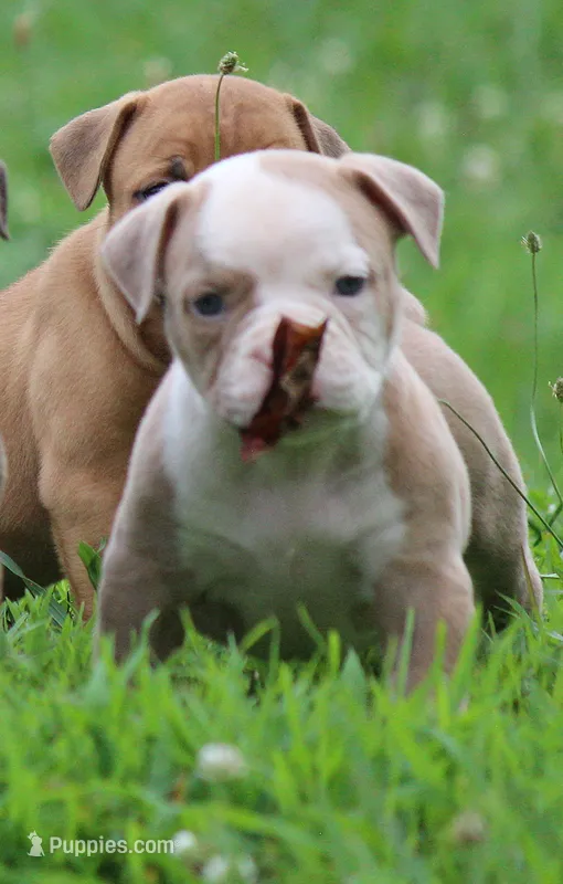 Tulsa x Angus – Olde English Bulldogge puppy for sale in Rome, GA