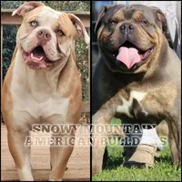 Tulsa x Angus, a male Olde English Bulldogge for sale in Rome, GA – 10 of 10