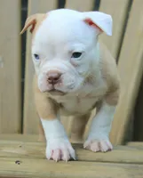 Georgia X Fig, a male American Bulldog for sale in Rome, GA – 3 of 8
