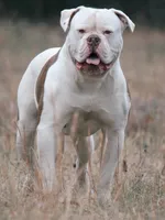 JuJu X Rosalee, a male American Bulldog for sale in Rome, GA – 7 of 10