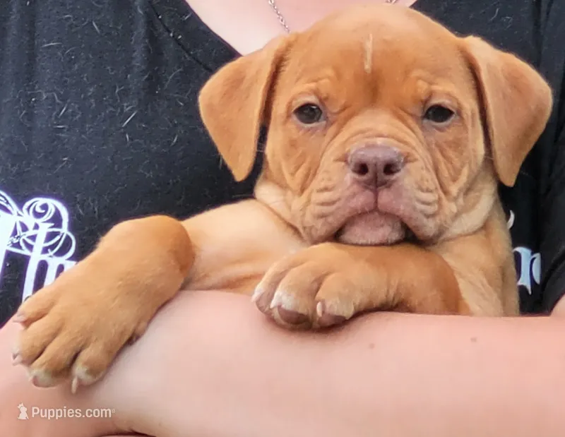 Tulsa x Angus – Olde English Bulldogge puppy for sale in Rome, GA