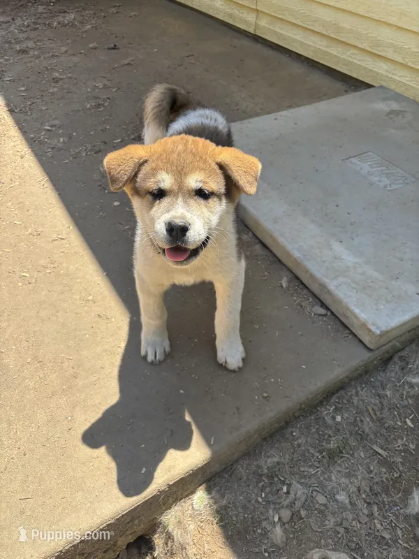 Shug – Akita puppy for sale in Perry, AR
