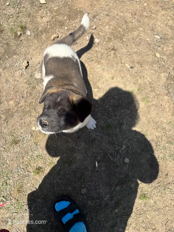 Male – Akita puppy for sale in Perry, AR