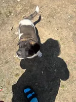 Male, a male Akita for sale in Perry, AR – 1 of 5
