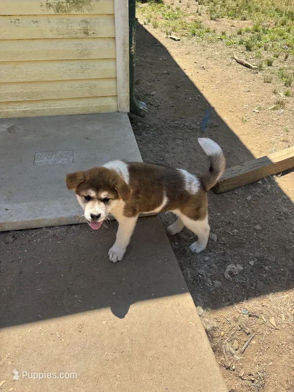 Demon – Akita puppy for sale in Perry, AR