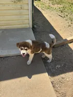 Demon, a female Akita for sale in Perry, AR – 1 of 7