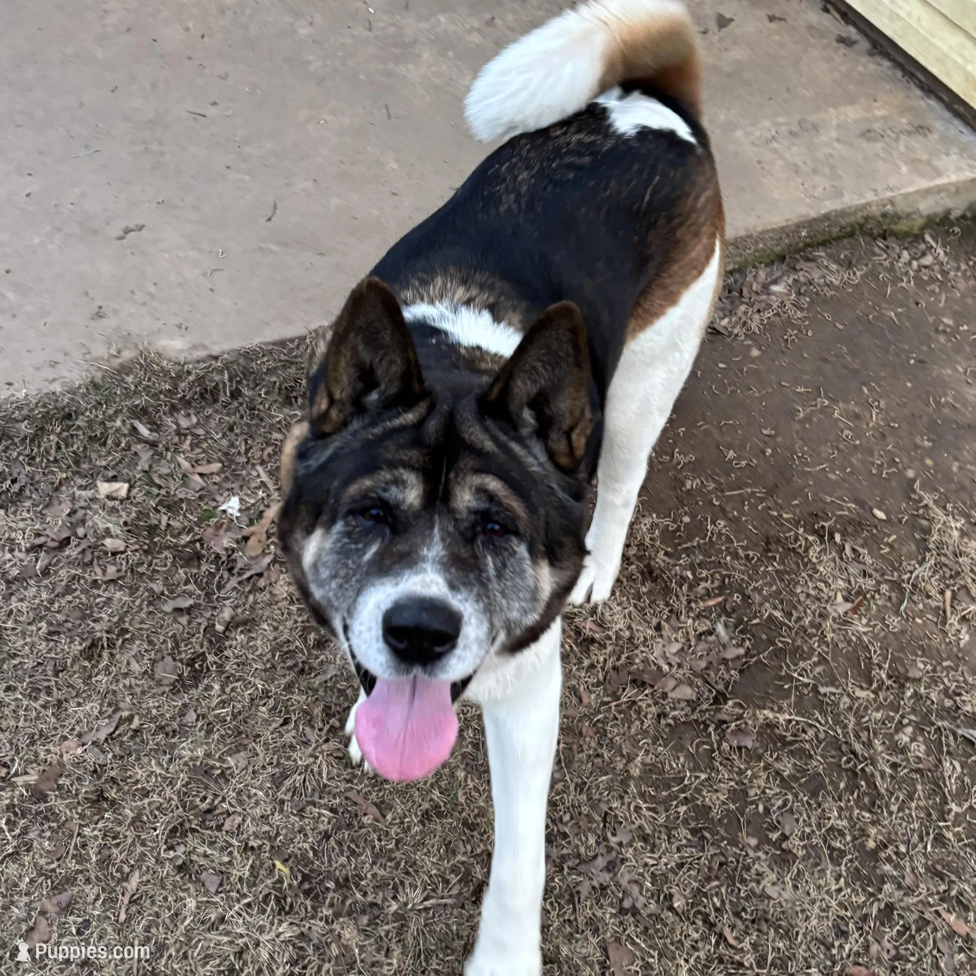 Male Akita Puppies, a male Akita for sale in Perry, AR – Photo 5 of 5