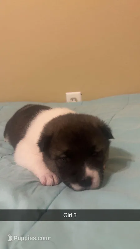 Female Akita Puppies – Akita puppy for sale in Perry, AR