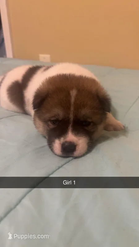 Female Akita Puppies – Akita puppy for sale in Perry, AR