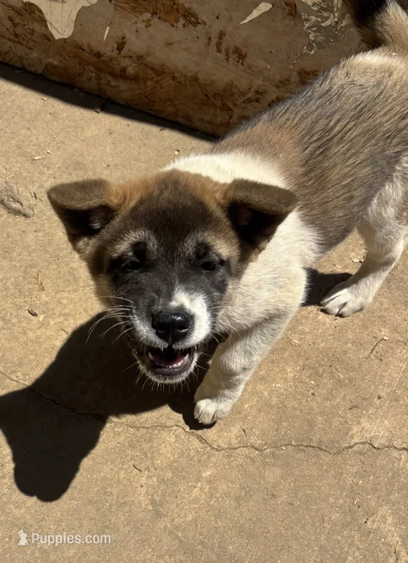 Lucy – Akita puppy for sale in Perry, AR