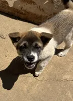 Lucy, a female Akita for sale in Perry, AR – 1 of 1