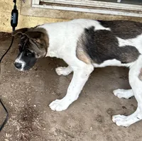 John Deere, a male Akita for sale in Perry, AR – Photo 2 of 5