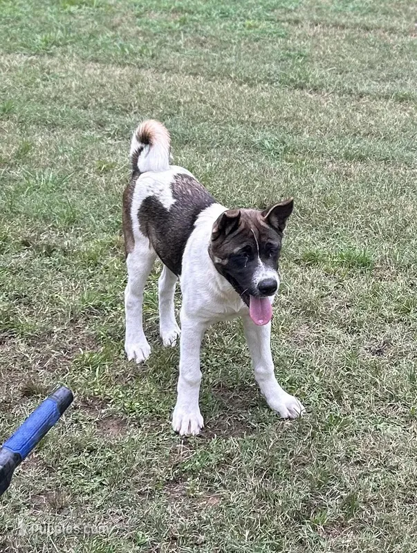 John Deere – Akita puppy on hold in Perry, AR