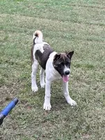 John Deere, a male Akita for sale in Perry, AR – Photo 1 of 5